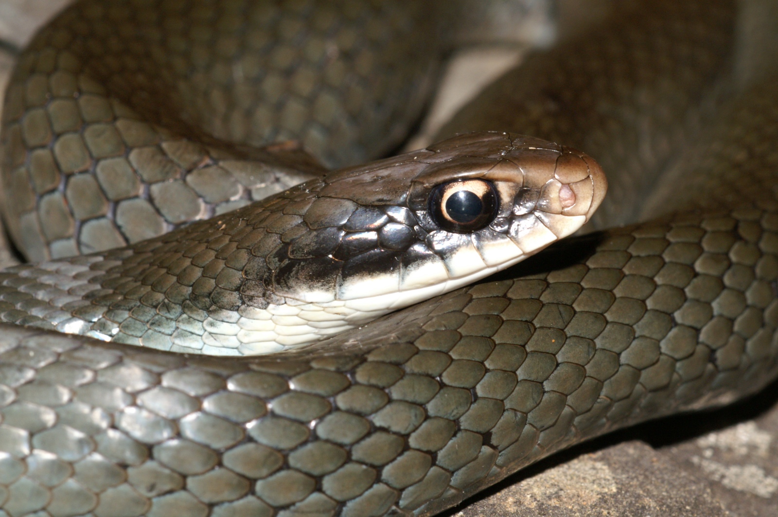 Coluber constrictor latrunculus.0008